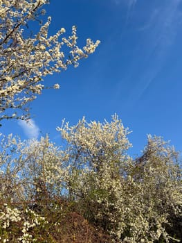Blossoming branches against a clear blue sky. Delicate white flowers reach upwards celebrating the arrival of spring and the beauty of nature.