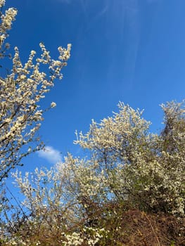 Blossoming branches against a clear blue sky. Delicate white flowers reach upwards celebrating the arrival of spring and the beauty of nature.