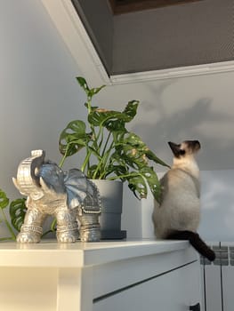 Cute kitten siamese cat at home. Pet concept.