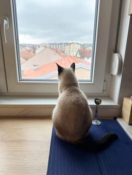 Siamese cat sits on a windowsill, gazing out at cityscape beyond the glass. Scene captures a moment of quiet contemplation as the feline observes world outside