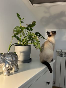 Cute kitten siamese cat at home. Pet concept.