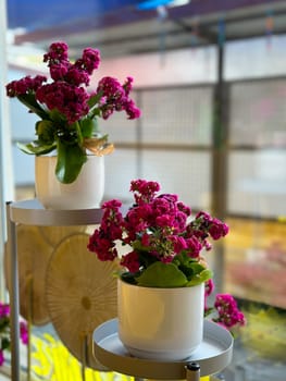 Two white pots with vibrant pink flowers are elegantly arranged on a modern metal stand. Home plants and flower in interior. Home gardening.
