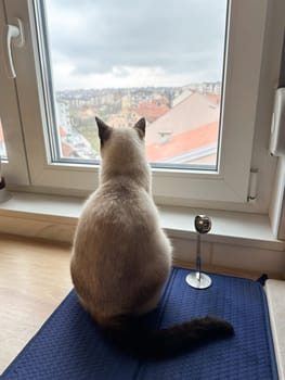 Siamese cat sits on a windowsill, gazing out at cityscape beyond the glass. Scene captures a moment of quiet contemplation as the feline observes world outside
