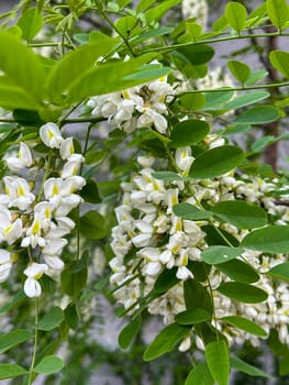 Delicate white blossoms gracefully hang from lush green branches, creating a serene and natural display of beauty. the fresh greenery and gentle flowers evoke a sense of tranquility and renewal.