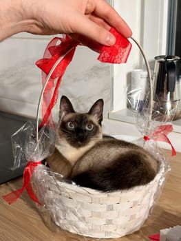 Curious siamese cat sits comfortably inside a decorative white basket, adorned with a large red ribbon, and gazes upward with interest. Purebred pet concept.
