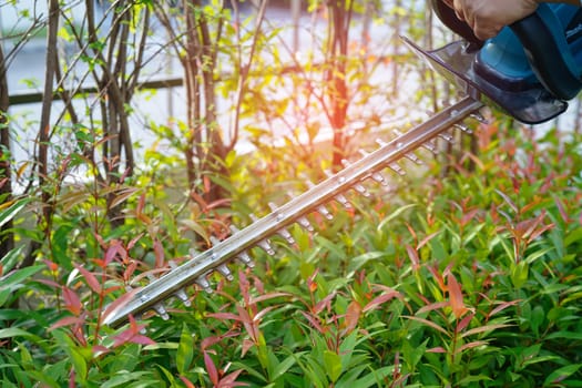 Gardener trimming bush by electric hedge clippers in garden. Hobby at home.