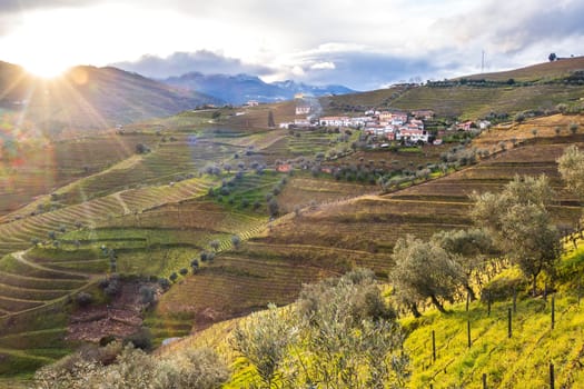 View of the Douro valley with the terraced vineyards and olive trees. Photographed in spring, Portugal
