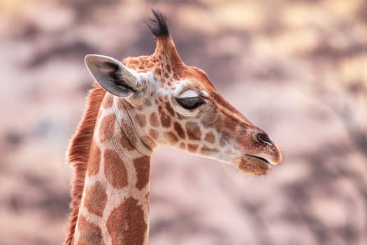 Baby giraffe against blurry trees. Photography taken in France in zoo