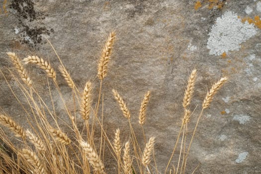 Golden wheat stalks gently sway beside a textured stone surface highlighting natures beauty in a serene outdoor setting.