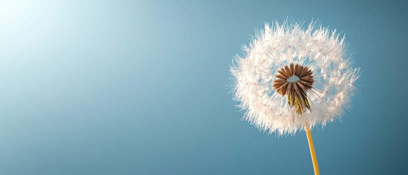 A delicate dandelion puff stands out against a blue sky illuminated beautifully by sunlight showcasing natures fragile beauty.