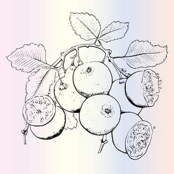 Fruit Ximenia Coloring Page For Kids