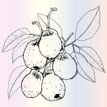 Fruit Ximenia Coloring Page For Kids