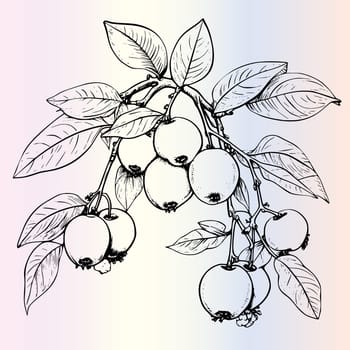 Fruit Ximenia Coloring Page For Kids