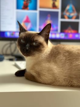 Curious funny siamese cat at home. Pet and relaxation, comfort and cozy concept.