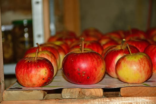 cellar in Germany with ripe red apples stored on a shelf in late summer