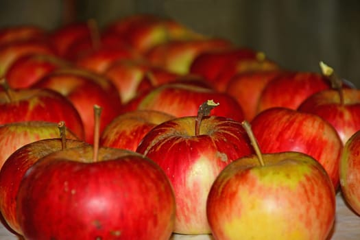 red apples stored on a shelf in a cellar in Germany in a closeup