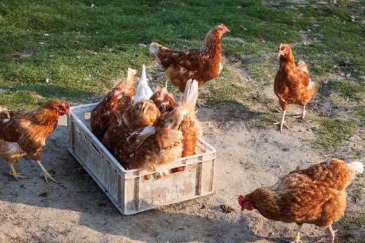 Hen in a farmyard (Gallus gallus domesticus)