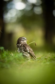 Little owl (Athene noctua) lounging in the grass