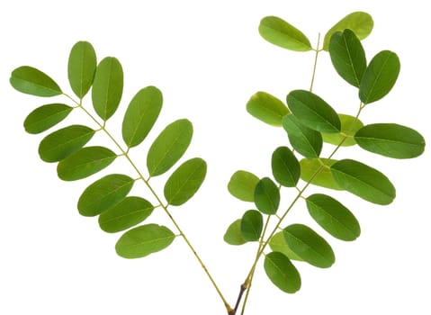 Acacia branch with green leaves on isolated background