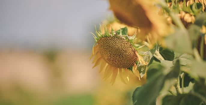 Field with growing sunflowers on a summer sunny day, Ukraine, Kherson region