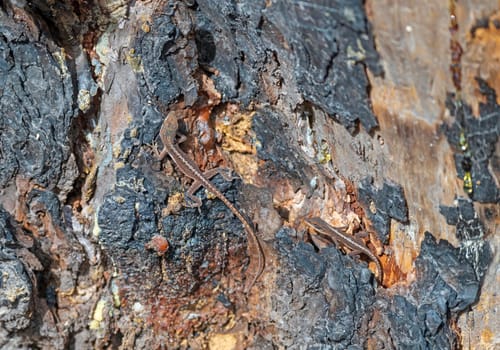 Brown Anole Lizard Living in a Dead Tree in the Ernest F.Hollings ACE Basin National Wildlife Refuge in South Carolina