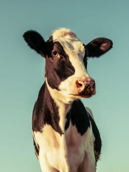 Portrait of a standing Holstein cow, processed in a vintage style