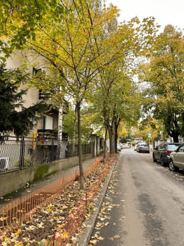 Serene autumn street scene. Fall season. Trees are adorned with golden leaves, creating a tranquil and picturesque setting.