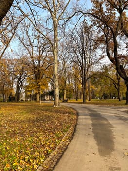 Serene autumn park scene with a winding pathway. Trees are adorned with golden leaves, creating a tranquil and picturesque setting.