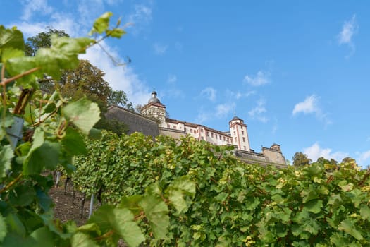 Vineyard below the Marienberg fortress, Festung Marienberg on the banks of the Main in Wuerzburg in Germany
