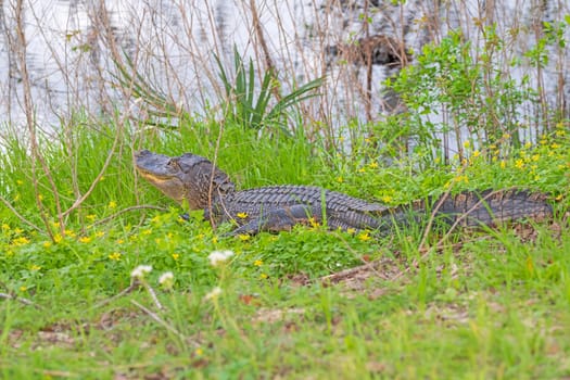 Alligator Hiding in Grasses on Shore in Brazos Bend State Park in Texas