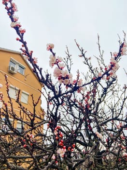 Blossoming branches with pink flowers against a clear blue sky. Delicate flowers reach upwards celebrating the arrival of spring and the beauty of nature.