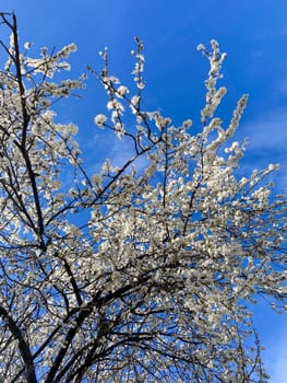 Blossoming branches against a clear blue sky. Delicate white flowers reach upwards celebrating the arrival of spring and the beauty of nature.
