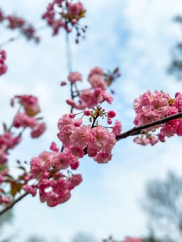 Blossoming branches with pink flowers against a clear blue sky. Delicate flowers reach upwards celebrating the arrival of spring and the beauty of nature.