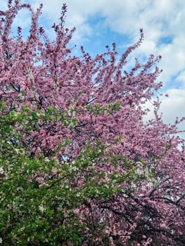 Blossoming branches with pink flowers against a clear blue sky. Delicate flowers reach upwards celebrating the arrival of spring and the beauty of nature.