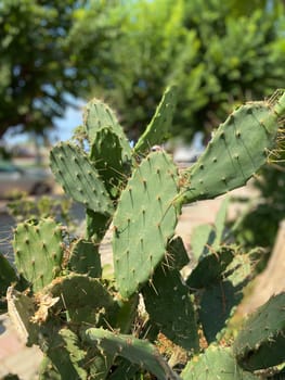 Close-up of a green cactus plant thriving in an urban environment with blurred buildings in background. Unique combination of nature and city life highlights the resilience and adaptability of plants.