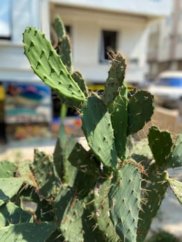 Close-up of a green cactus plant thriving in an urban environment with blurred buildings in background. Unique combination of nature and city life highlights the resilience and adaptability of plants.