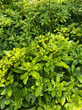 Lush green foliage basking in natural sunlight, vibrant vitality of nature greenery. Arrangement of glossy leaves, symbolizing growth and freshness.