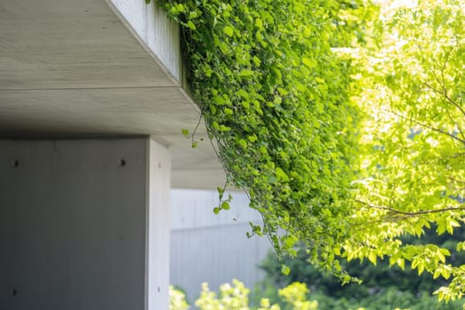 Vibrant green vines gracefully cascade down from a concrete overhang blending nature and architecture on a sunny day.