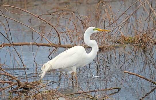 Great Egret in a Wetland Pond in Brazos Bend State Park in Texas