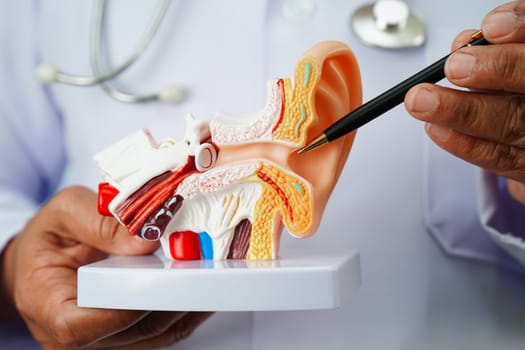 Asian doctor holding human ear model to learn and treat hearing loss in patient.