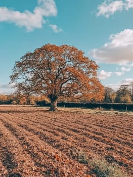 A lone oak tree with golden foliage stands in a plowed field under a bright blue sky with wispy clouds, embodying the essence of autumn's beauty.