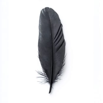 Black  bird feathers on a white background.