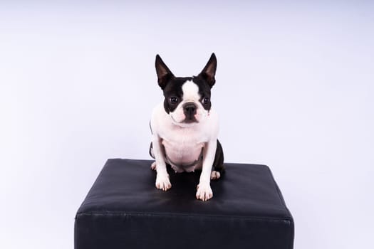 Portrait of dog on a white dark background. Attentive Boston Terrier