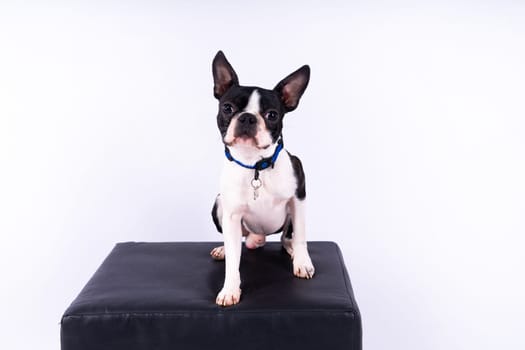 Portrait of dog on a white dark background. Attentive Boston Terrier