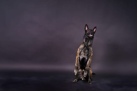 Dutch Shepherd dog sitting and looking away, isolated on a dark, yellow, red