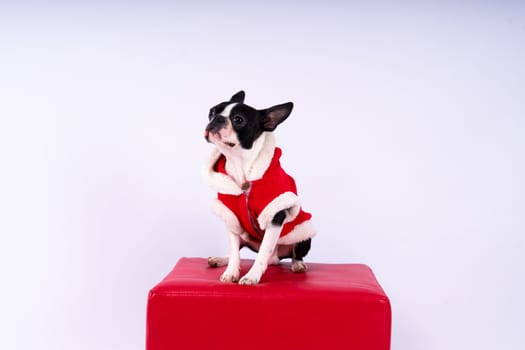 Portrait of dog on a white dark background. Attentive Boston Terrier