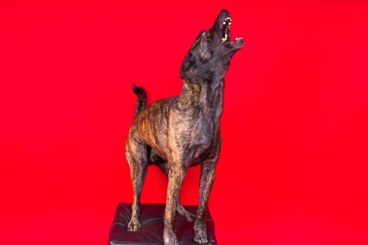 Dutch Shepherd dog sitting and looking away, isolated on a dark, yellow, red