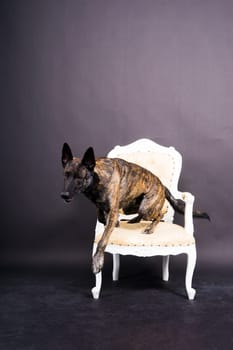 Dutch Shepherd dog sitting and looking away, isolated on a dark, yellow, red