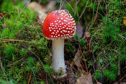single fly agaric on the forest floor between green moss