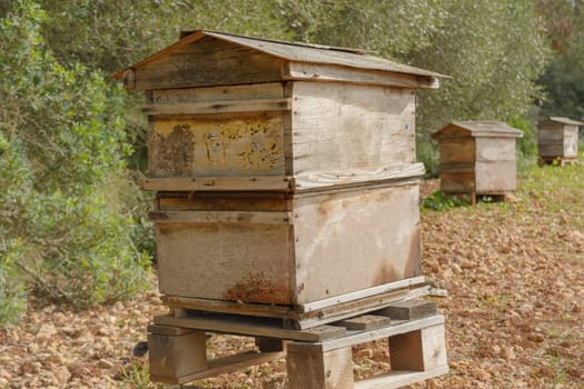 Close-up of a weathered wooden beehive in a grassy field, bee hive in the countryside, beekeeping, nature concept in mallorca, spain balearic islands